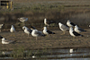 1cy fuscus in August, ringed in Finland. (81365 bytes)